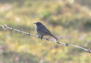 Novi tjedan, nova knjiga – Zašto se niste ubili?