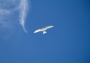 Pojam slobode u misli E. Coretha