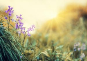 Pjesnik Željko Božić objavio epsko fantastični roman “Cvjetovi svjetla”