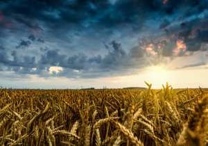 Dugoročna vizija ruralnih područja EU – povratak korijenima?