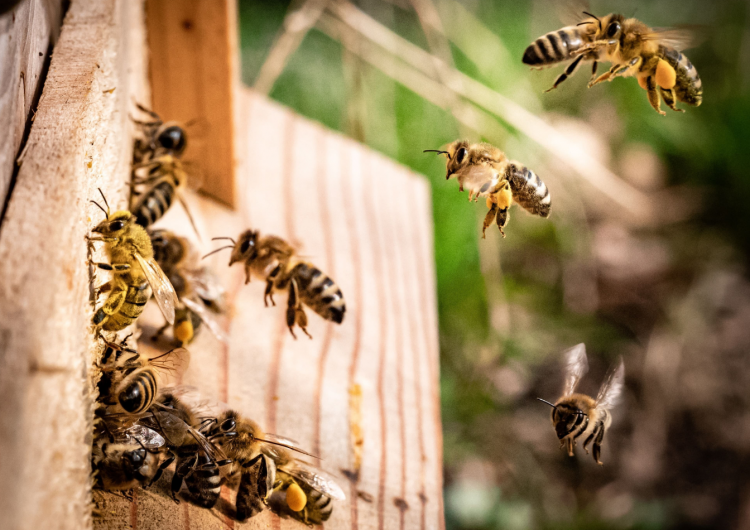20. svibnja – Svjetski dan pčela